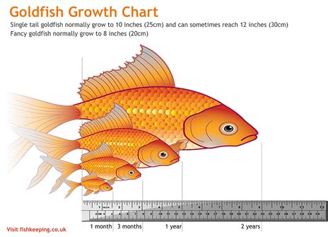How Many Fish in a 10, 20, or 55.